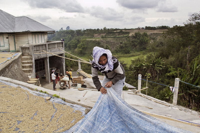 Drying the bean. It takes long times to reach ideal dry level as it depends to weather and sun radiation.